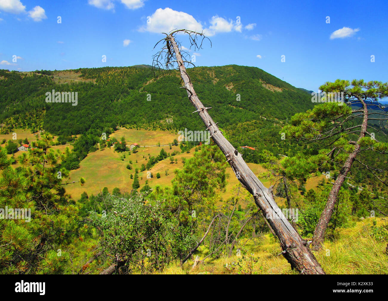 Sentiero del Monte Tobbio, secco pino Foto Stock