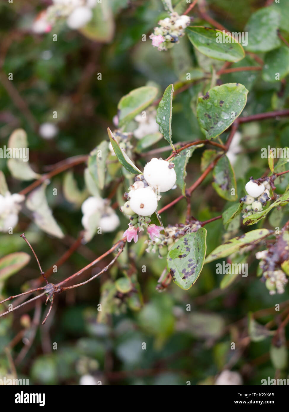 Close up Snowberry (symphoricarpos albus) sul ramo uk; Inghilterra; Regno Unito Foto Stock