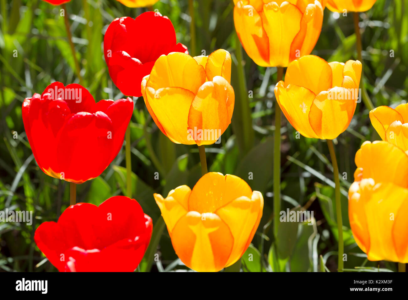 Giallo e rosso tulipani retroilluminati da Sun Foto Stock