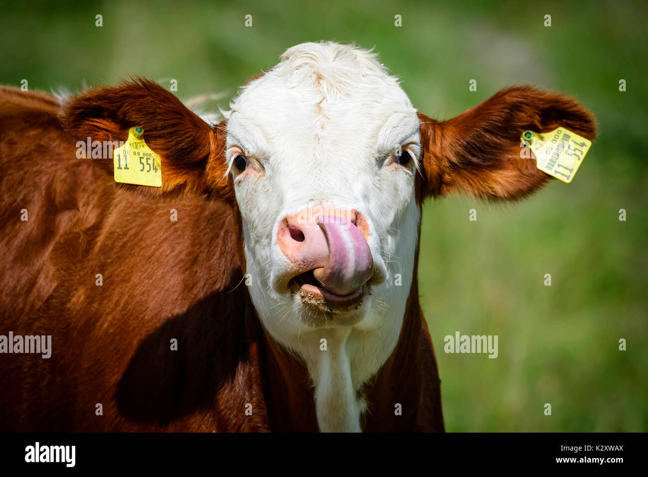 Giovane vacca lecca a sé il naso, Junge Kuh leckt sich die Nase Foto Stock