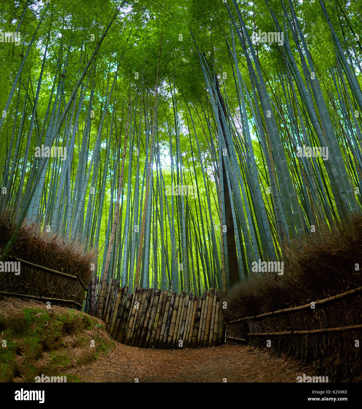 Percorso di bambù in Kyoto Foto Stock