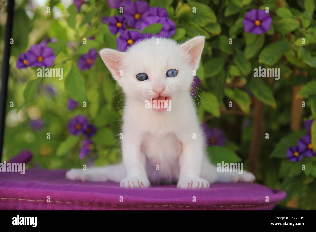 Kitten, bianco, 27 giorni, seduto sul cuscino apurple, meowing Foto Stock