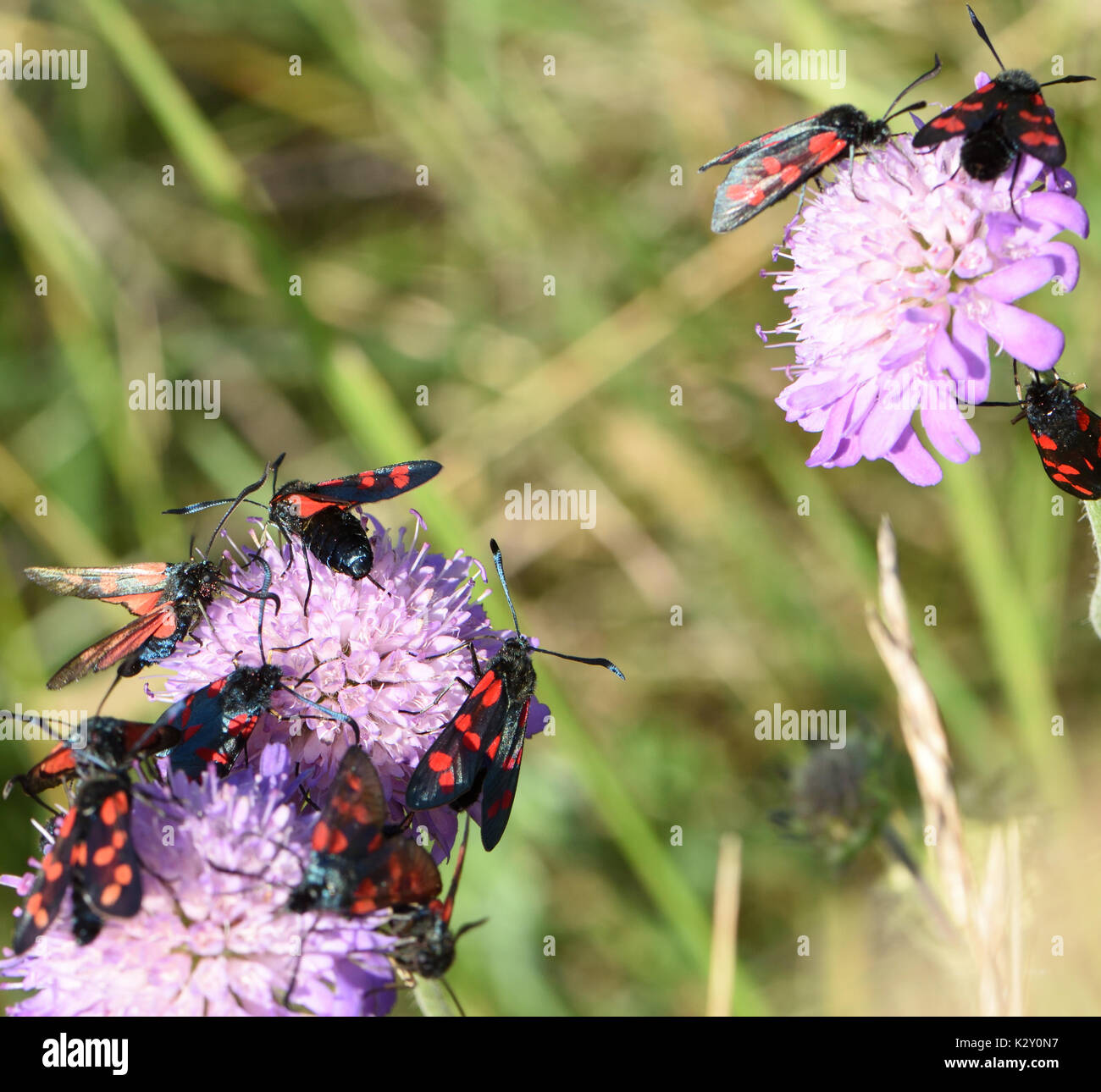 Giorno-battenti sei-spot burnett falene congregano su (Zygaena filipendulae) Campo Scabious fiori (Knautia arvense). Cuckmere Haven, Sussex, Regno Unito. Foto Stock