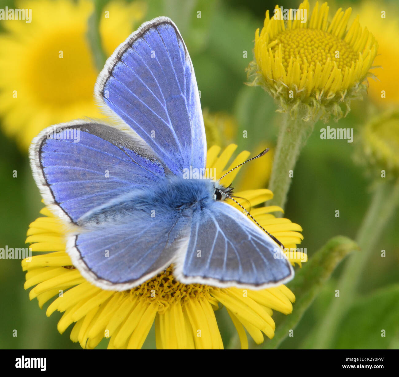 Un comune maschio blue butterfly (Polyommatus icarus) alimentazione con alette aperte su un comune (Fleabane Pulicaria dysenterica) fiore. Bedgebury Forest, Kent, Foto Stock