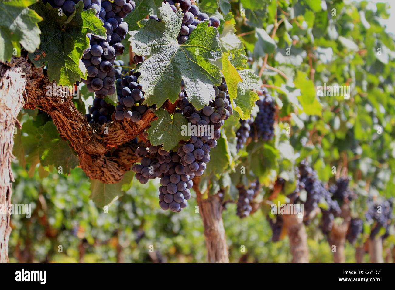 Mature graves appesi sui vini, merlot Foto Stock