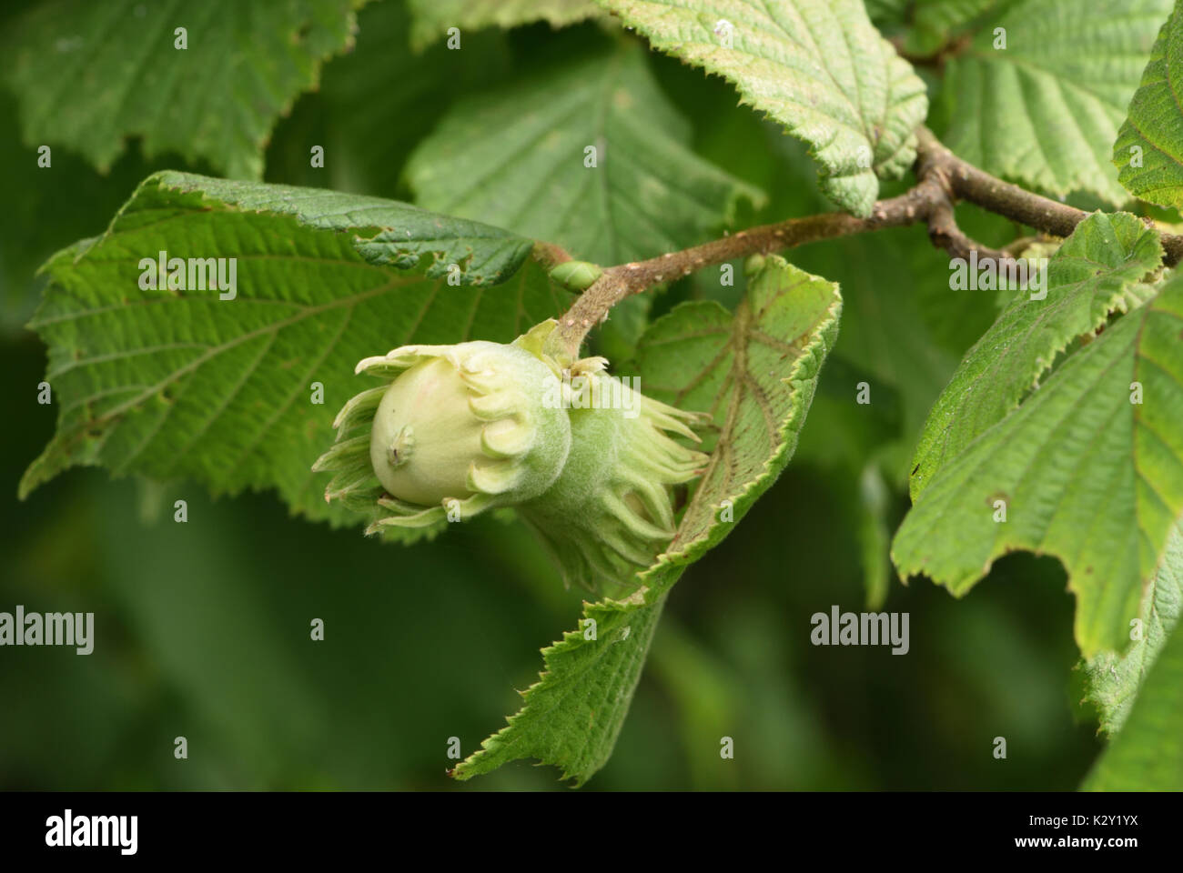 La maturazione nocciole, il frutto del nocciolo (Corylus avellana). Bedgebury Forest, Kent, Regno Unito Foto Stock