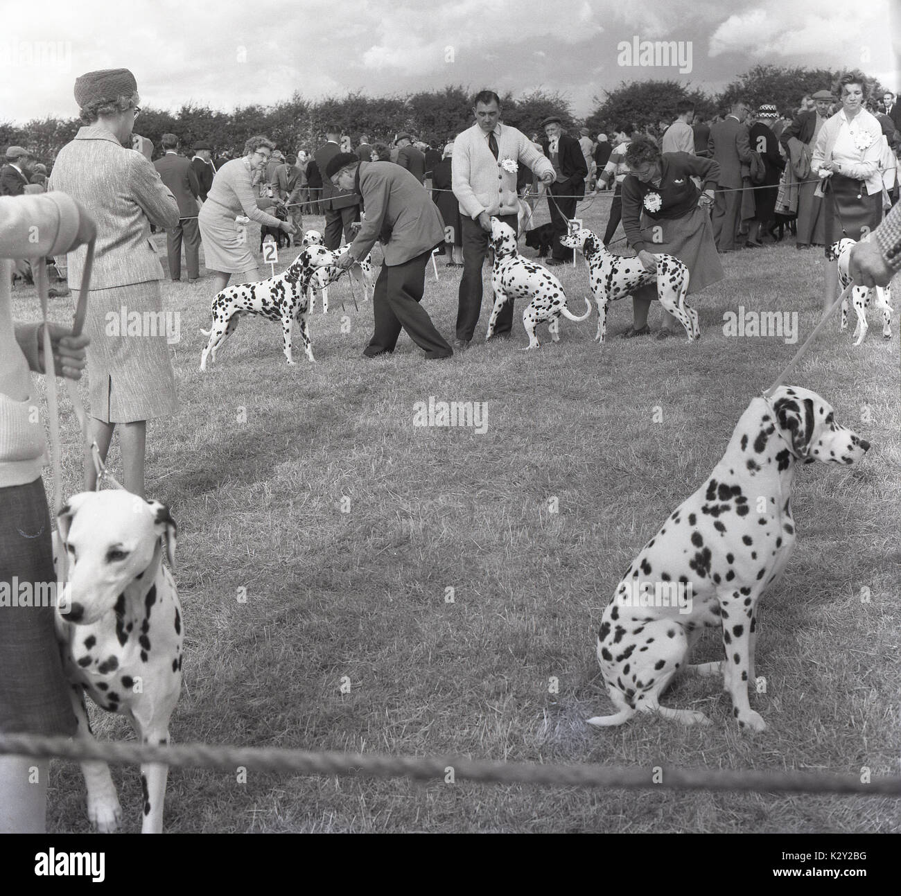 Anni sessanta, storico, eccitato cani dalmata in montagna con proprietari di essere giudicato in un paesaggio County Fair, Hertfordshire, Inghilterra, Regno Unito. Foto Stock