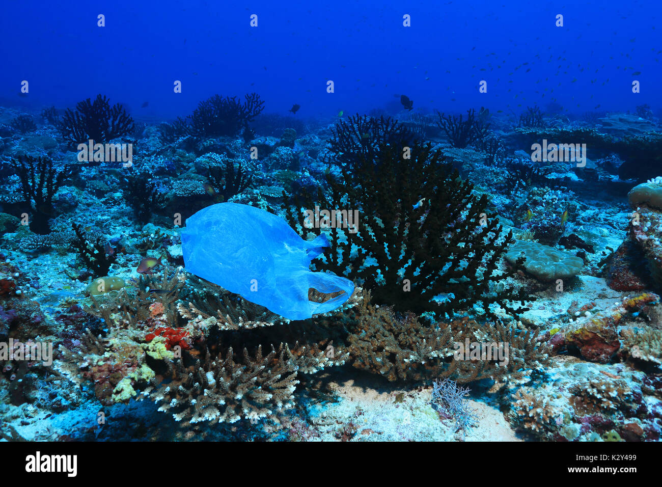 Il sacchetto in plastica sui coralli in tropical Coral reef dell' Oceano indiano Foto Stock