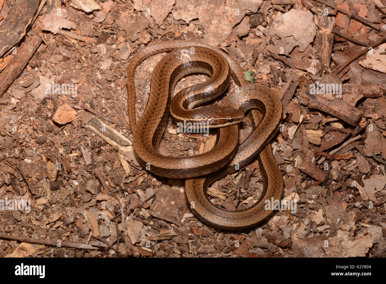 Nero-serpente striato (Coniophanes imperialis) da Campeche, Messico. Foto Stock