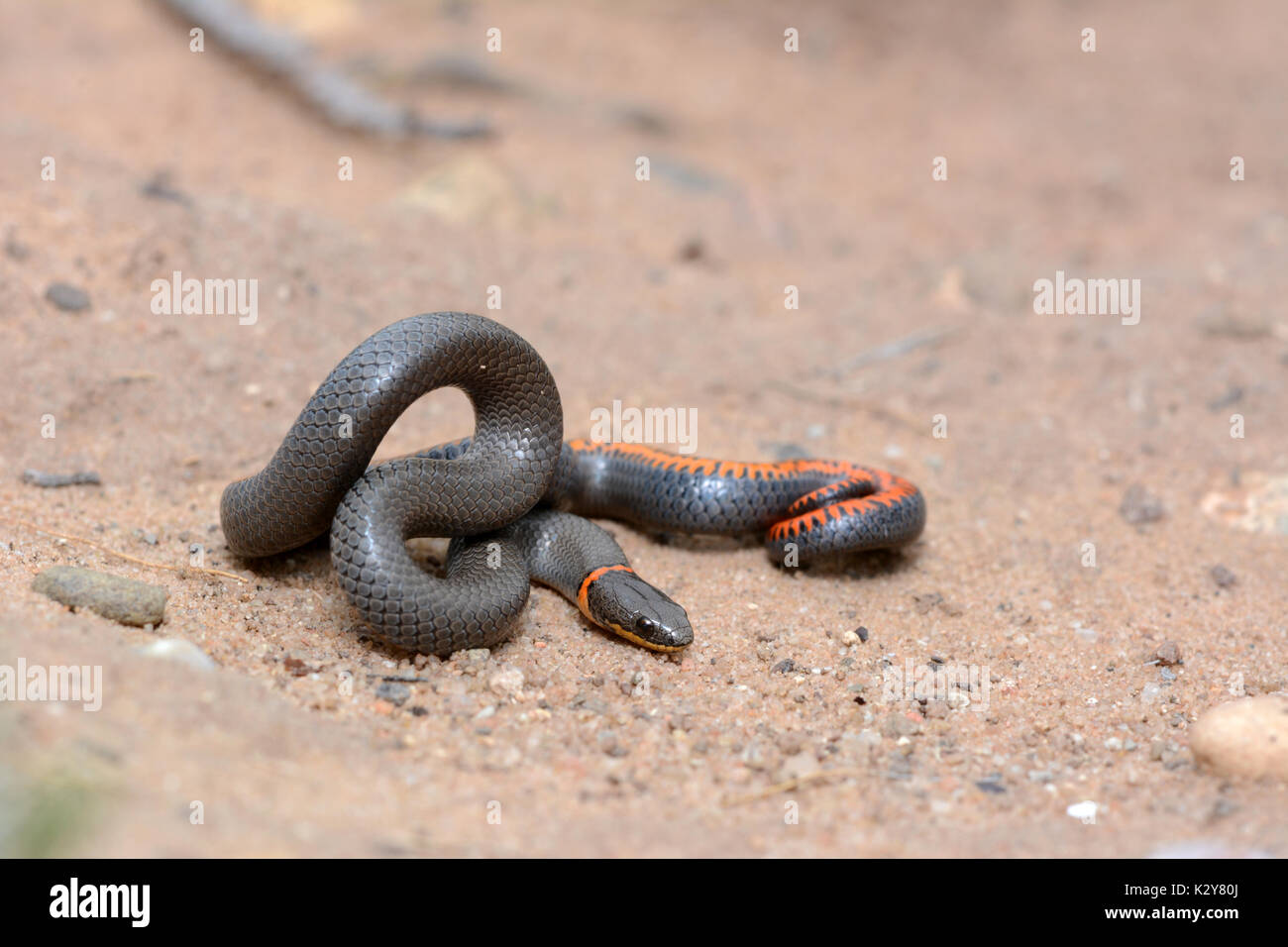 Anello della prateria a collo di serpente (diadophis punctatus arnyi) da harding county, Nuovo Messico, Stati Uniti d'America. Foto Stock