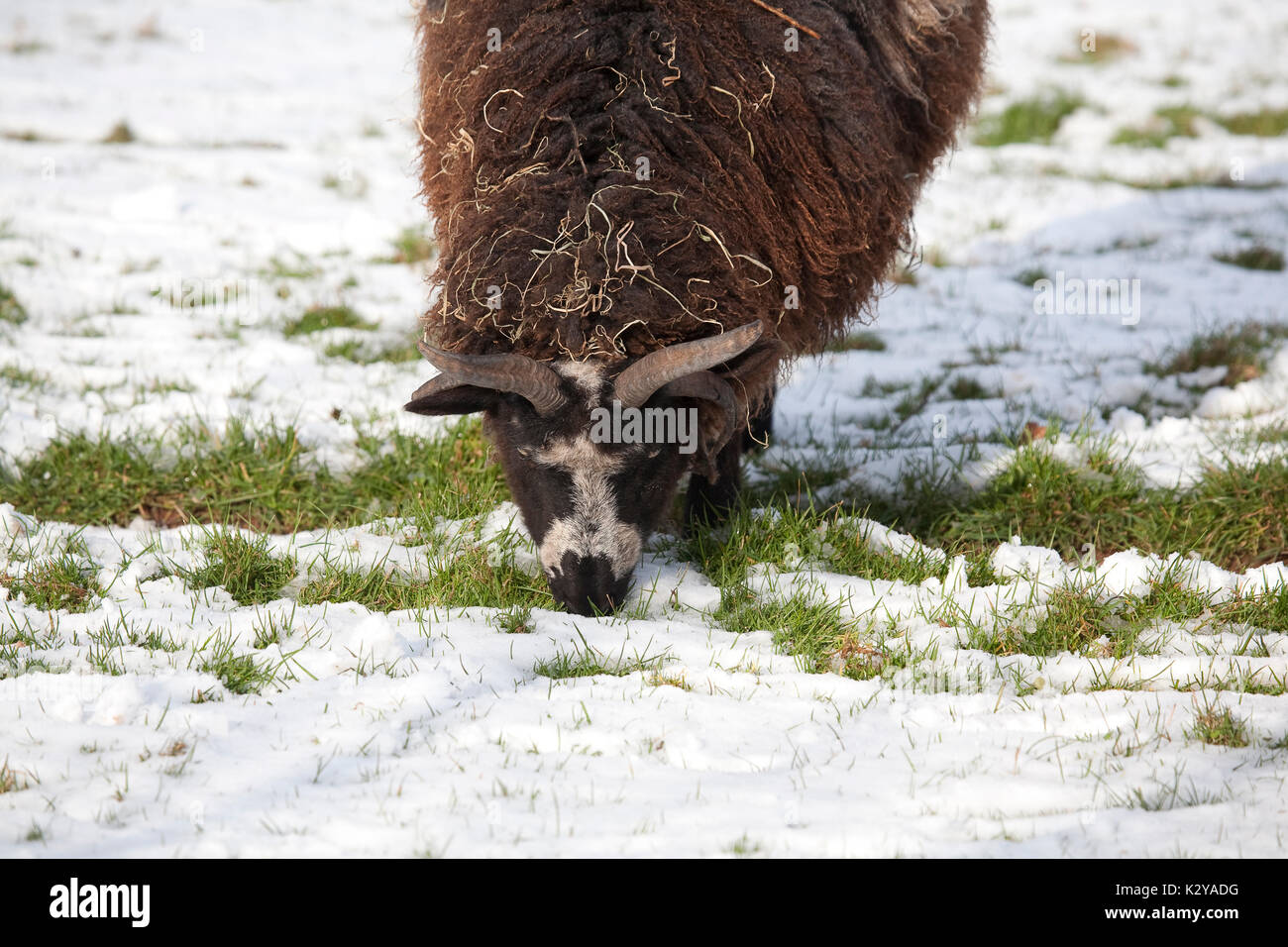 Giacobbe pecore con corna inverno Foto Stock