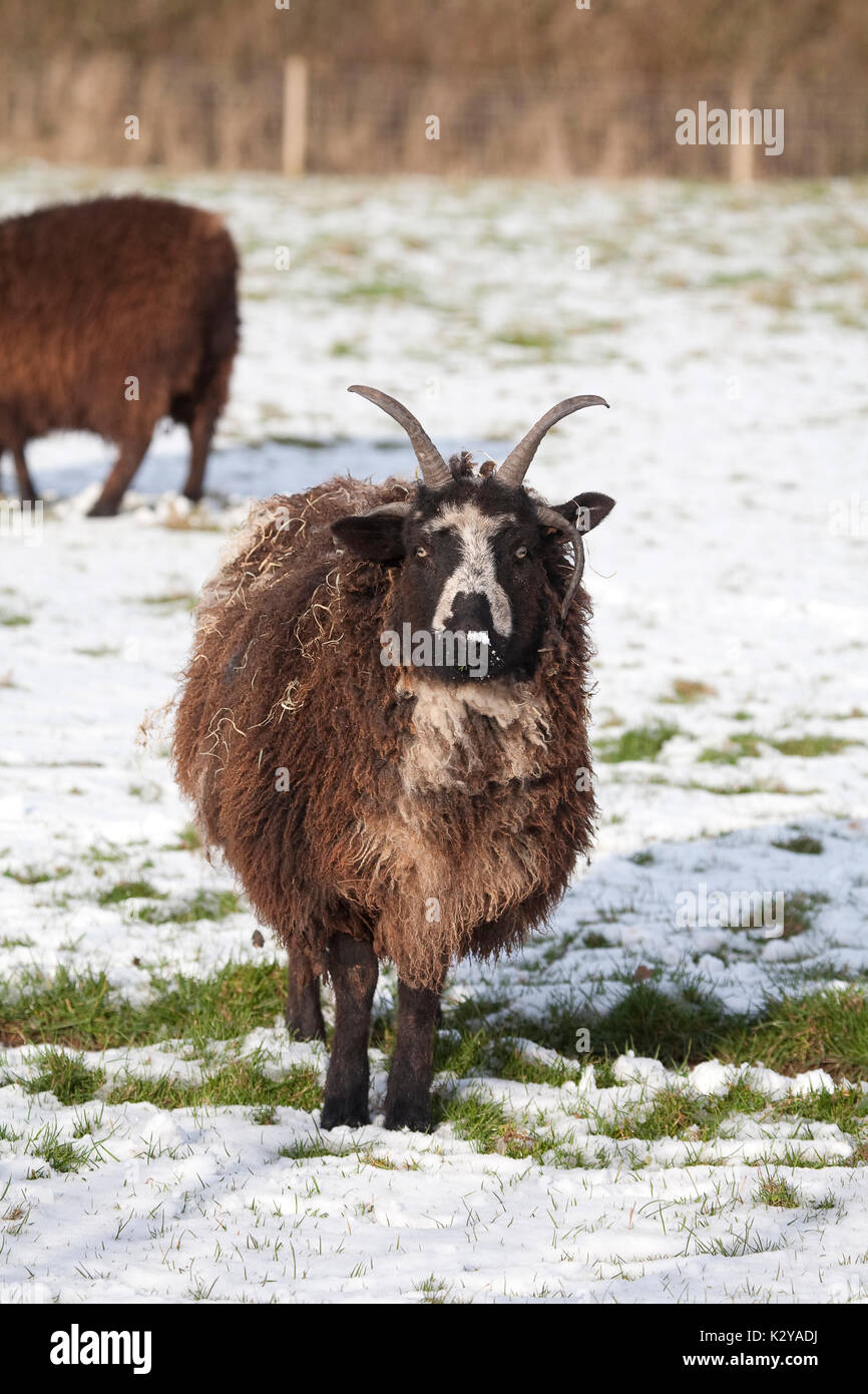 Giacobbe pecore con corna, inverno Foto Stock