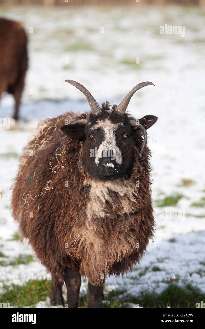 Giacobbe pecore con corna, inverno Foto Stock