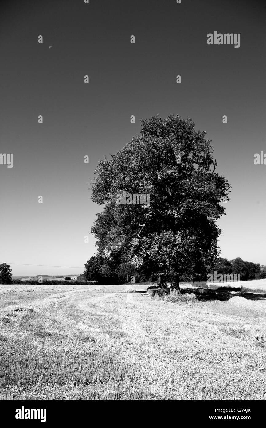 Quercia in stubble Foto Stock