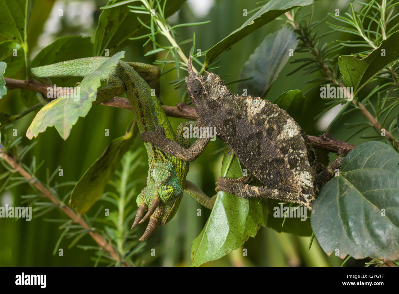 Adulto di sesso femminile di Jackson (camaleonte Trioceros jacksonii jacksonii) sul ramo, Nairobi, Kenia Foto Stock