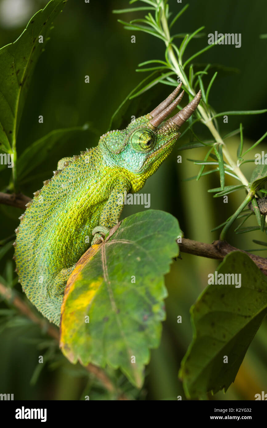 Maschio adulto di Jackson (camaleonte Trioceros jacksonii jacksonii) sul ramo, Nairobi, Kenia Foto Stock