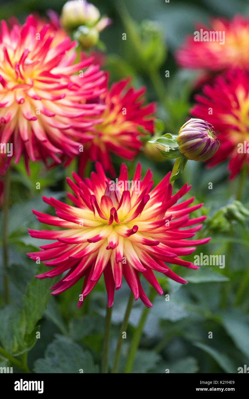 Dahlia 'Weston Spanish Dancer' Fiore. Dalia Cactus Foto Stock