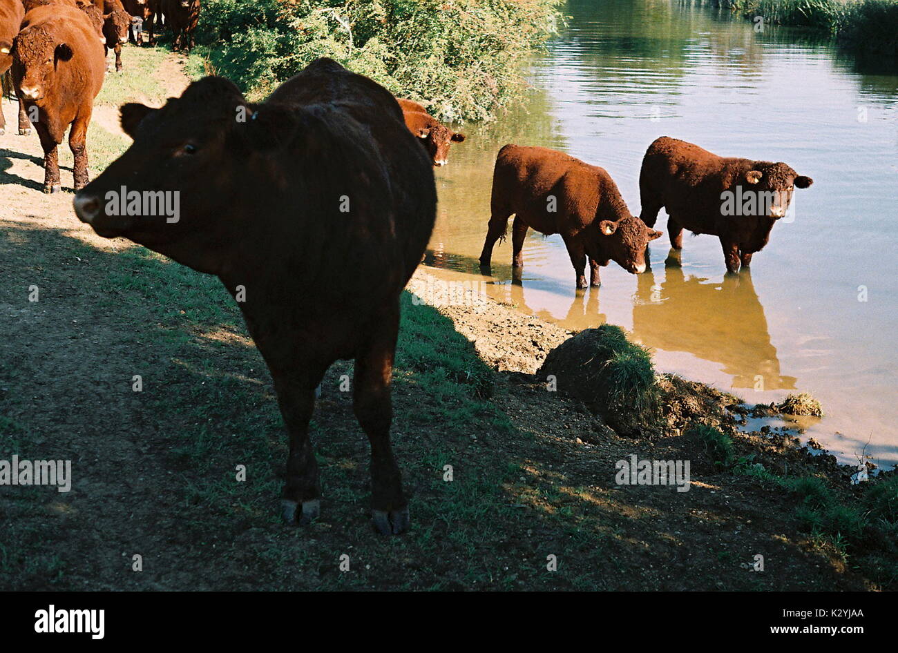 AJAXNETPHOTO. WITNEY,Inghilterra. - Bestiame annaffiando foro - tori sulle rive del fiume Tamigi. Foto:JONATHAN EASTLAND/AJAX REF:TC173617 11 Foto Stock