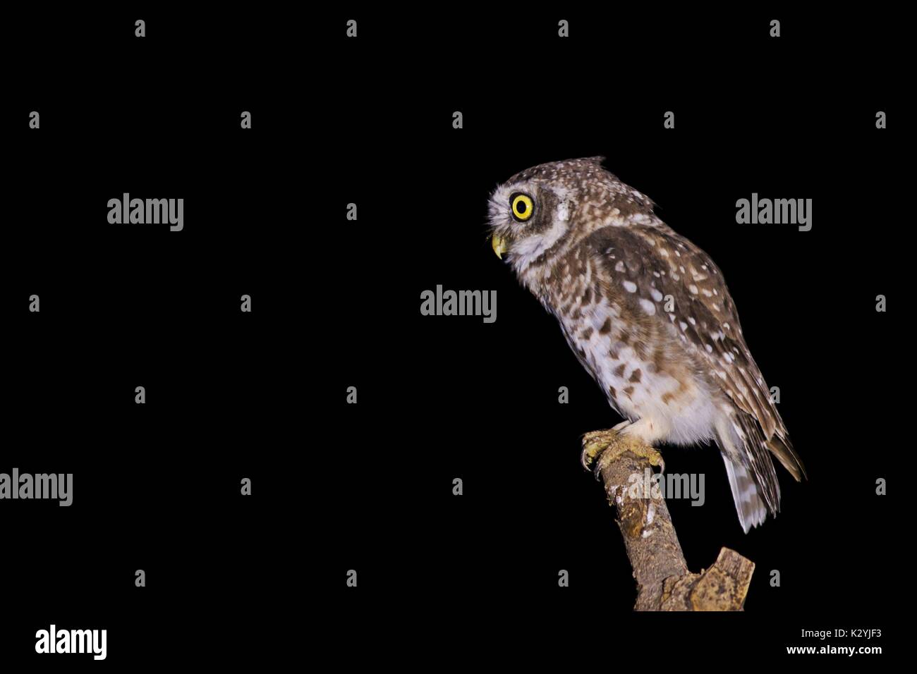 Spotted Owlet cercando hunt Foto Stock