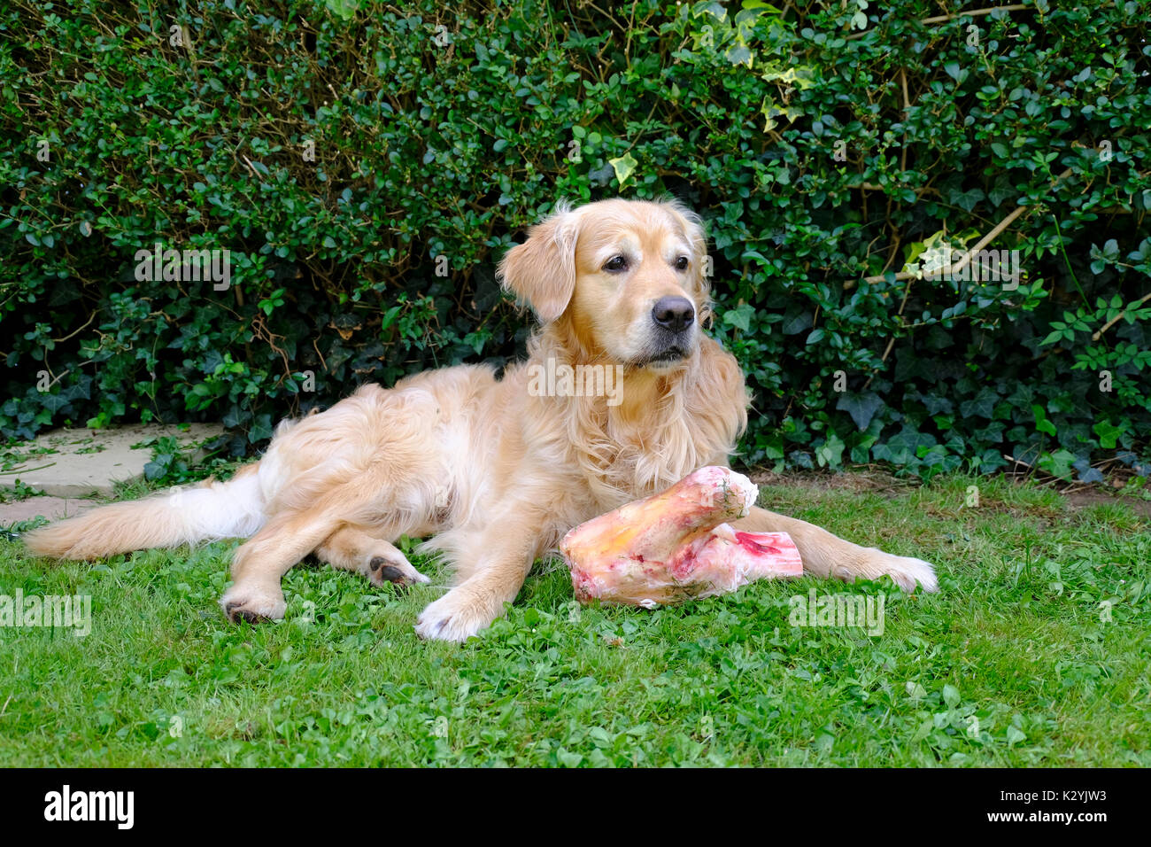 Maschio adulto Golden Retriever cane con osso enorme Foto Stock