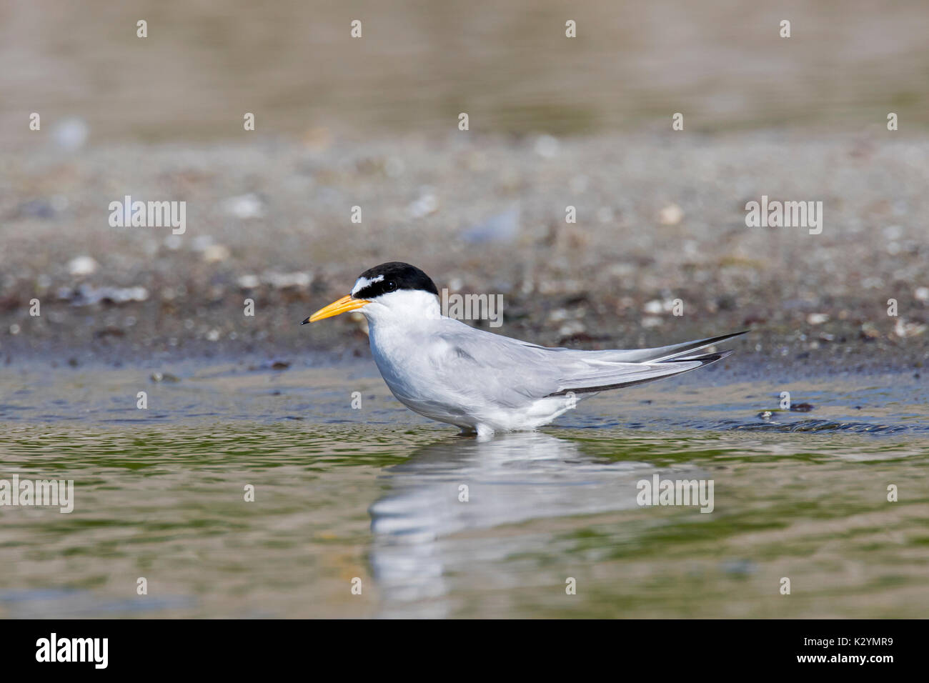 Fraticello (Sternula albifrons / Sterna albifrons) in estate guadare in acqua poco profonda Foto Stock