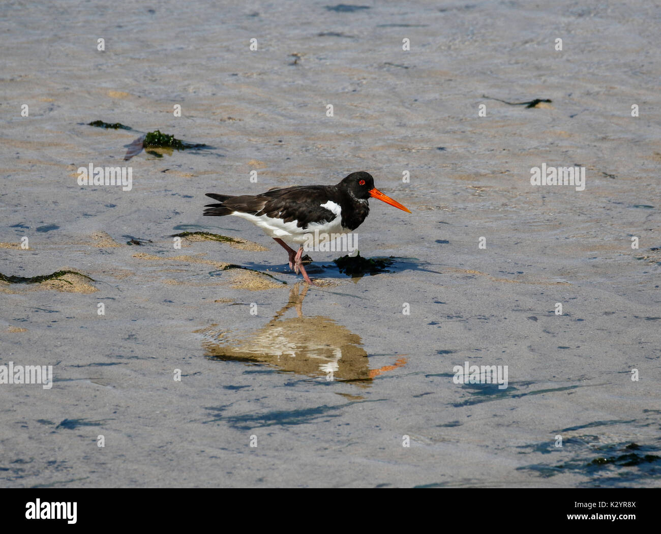 (Oystercatcher Haematopus ostralegus) Foto Stock