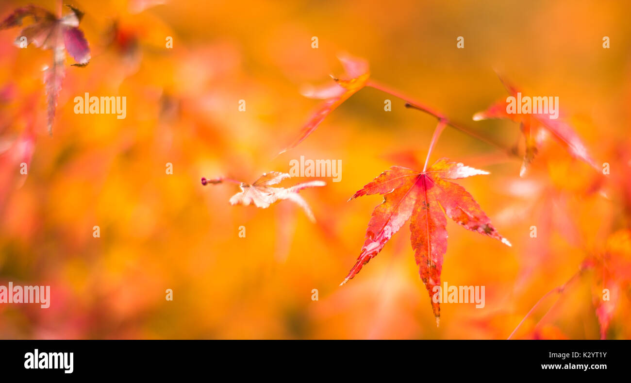 Foglie di autunno, molto superficiale la messa a fuoco Foto Stock