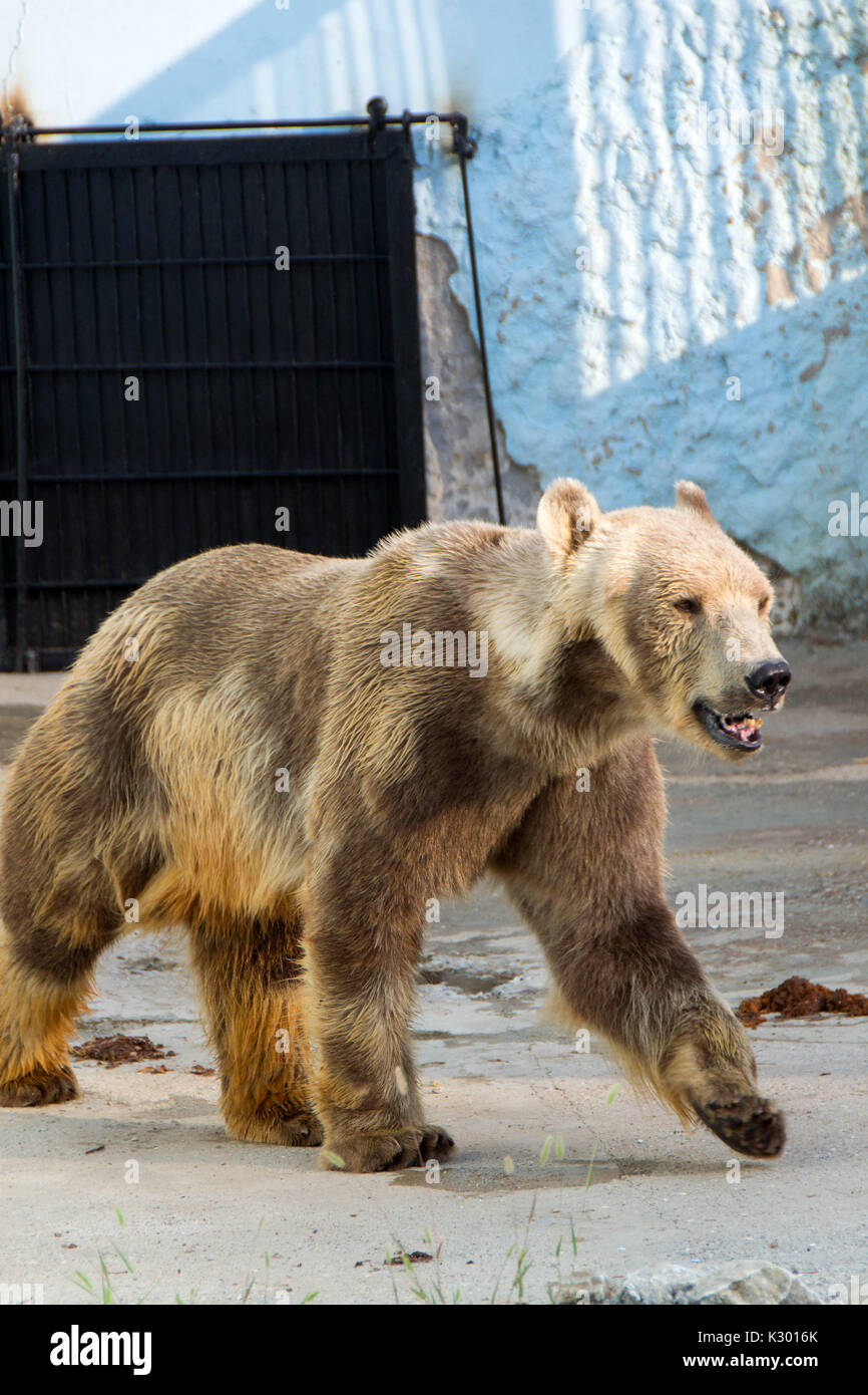 Orso polare o orso bianco, in attesa di qualcuno di buttare lui qualcosa da mangiare Foto Stock