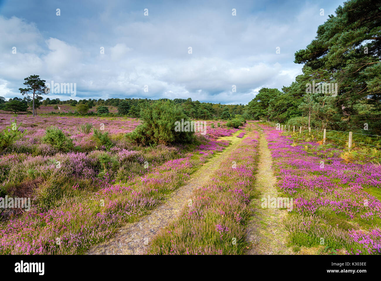 Heather in fiore sulla brughiera ad Arne vicino a Wareham nella campagna di Dorset Foto Stock