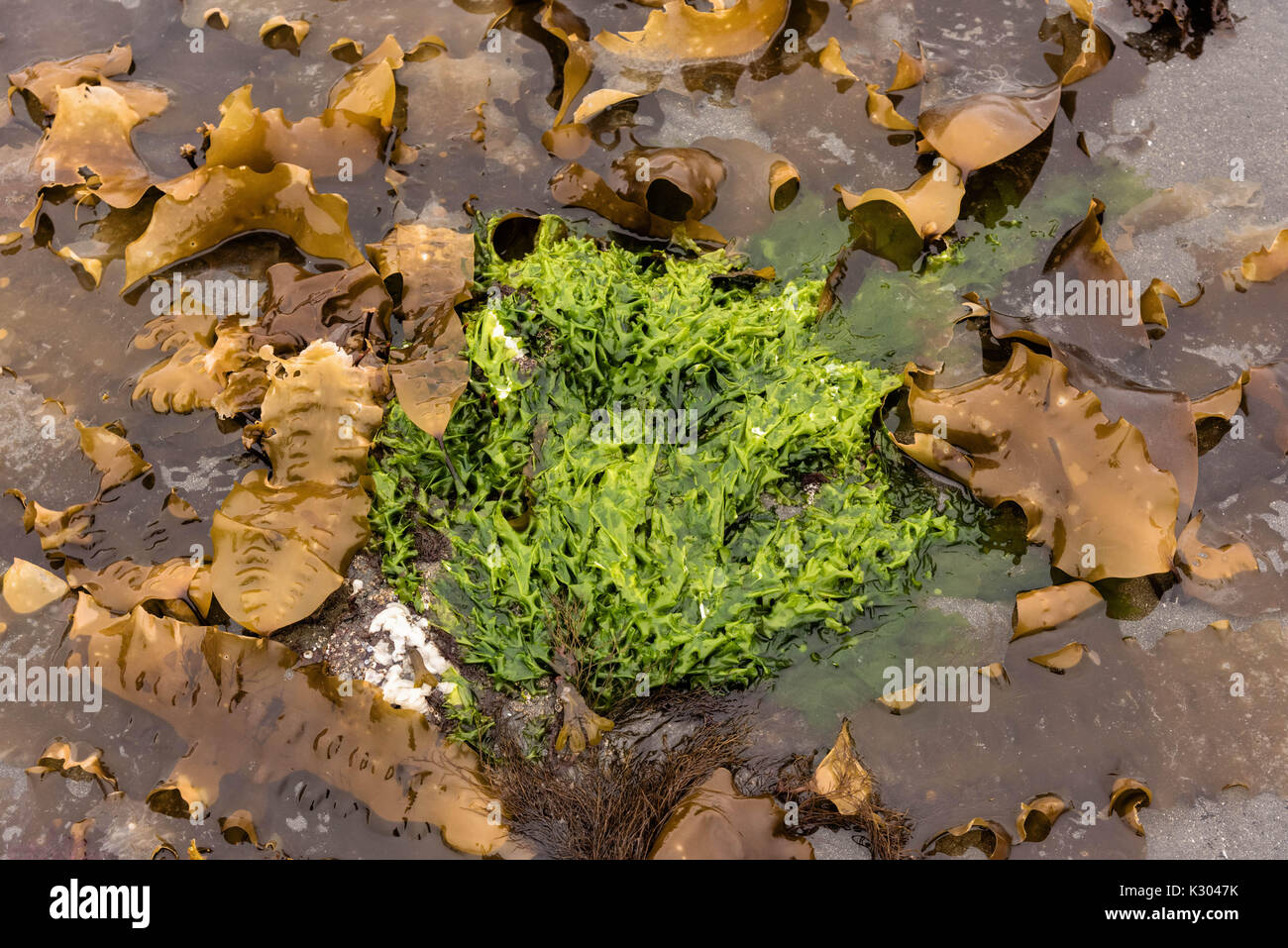 Una varietà di alga cresce lungo le rocce in pozze di marea lungo la spiaggia di Vescovi, una spiaggia di sabbia e fango lungo la spiaggia di Kachemak Bay in Omero, Alaska. La zona ha un 35-piede tidal variazione risultante nella vita di mare che vive in intertidal piscine. Foto Stock