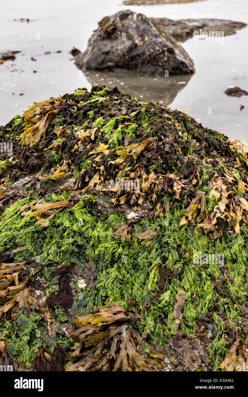 Kelp e lattuga di mare che cresce su una roccia in una piscina di marea sulla spiaggia di Vescovi, una spiaggia di sabbia e fango lungo la spiaggia di Kachemak Bay in Omero, Alaska. La zona ha un 35-piede tidal variazione risultante nella vita di mare che vive in intertidal piscine. Foto Stock