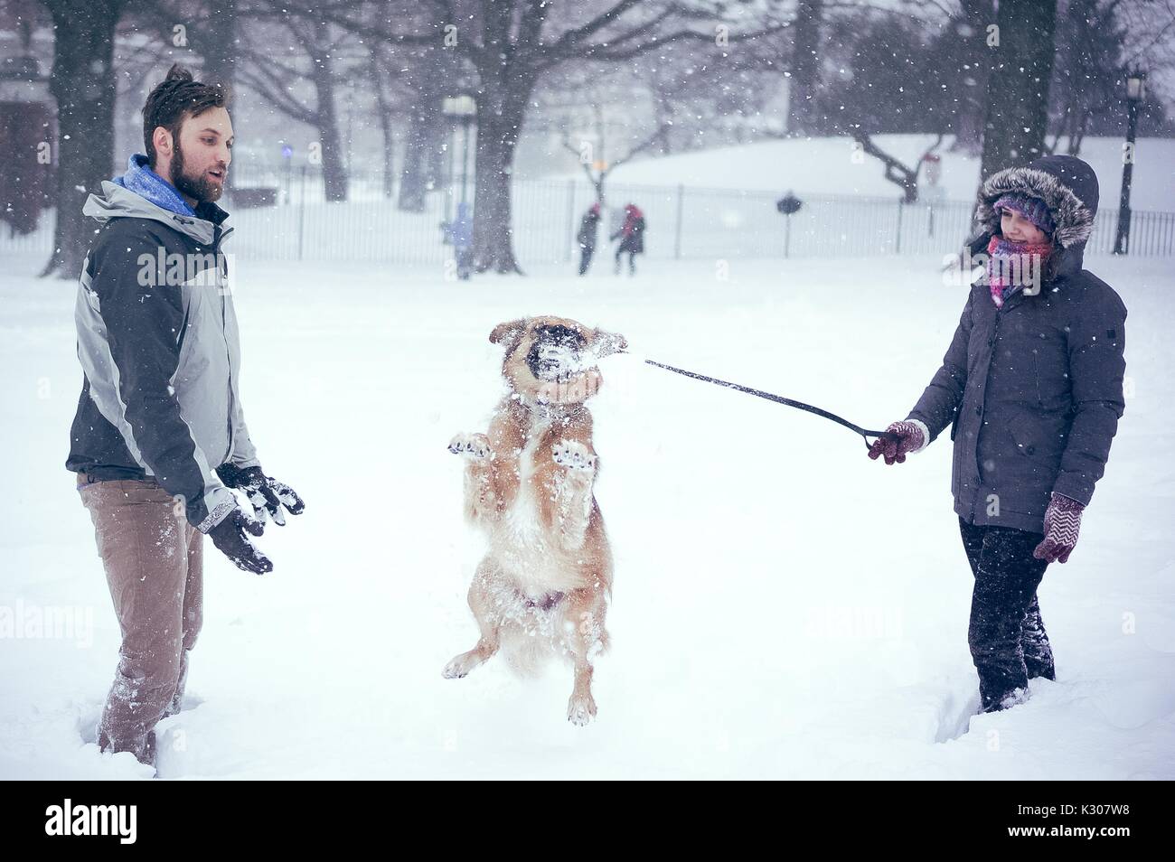 Un cane salta per la cattura di una palla di neve nella sua bocca, come i suoi proprietari supporto su entrambi i lati a giocare con lui nella neve durante una giornata sulla neve alla Johns Hopkins University, Baltimora, Maryland, 2016. Foto Stock