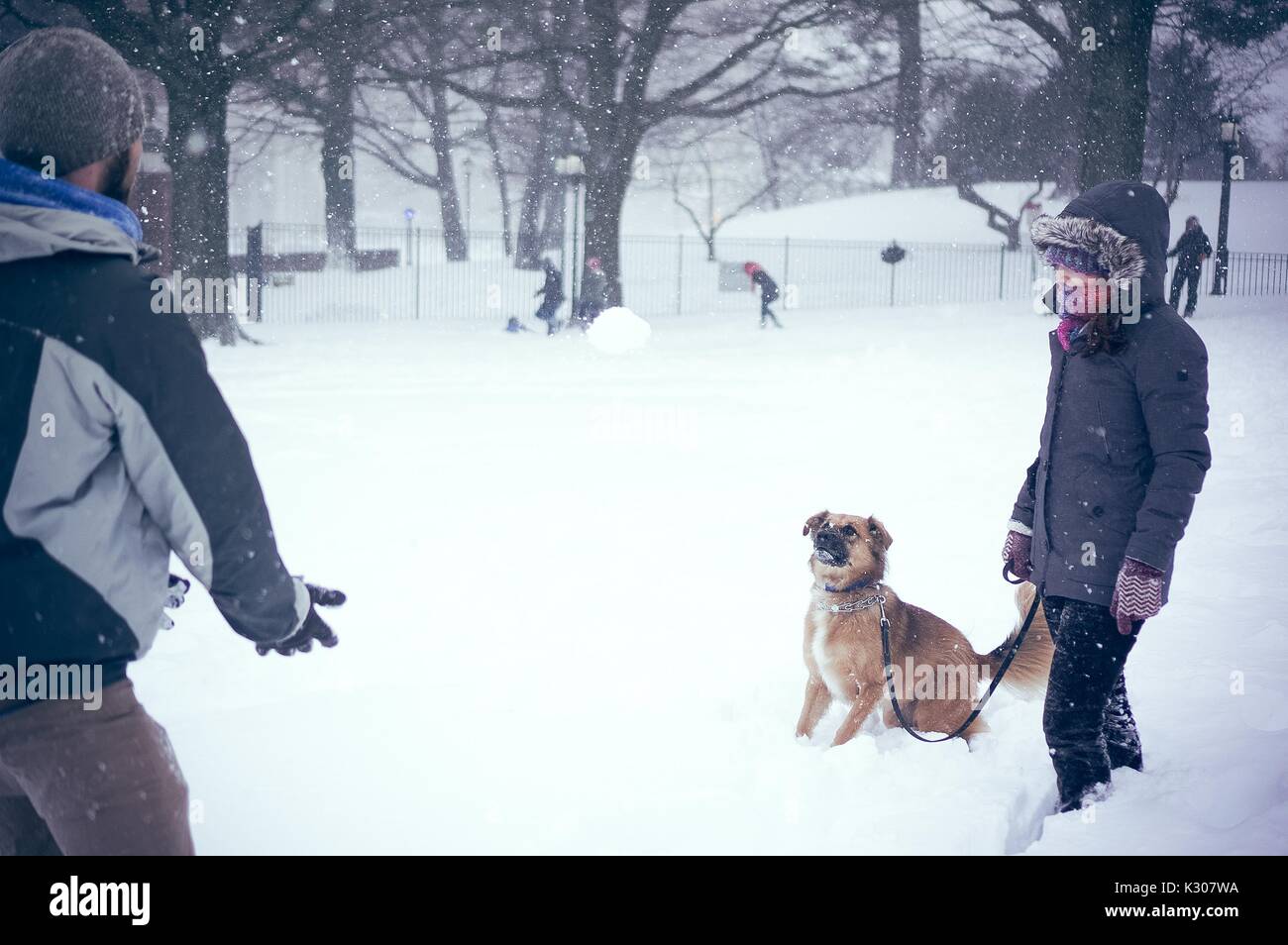 Un cane sta nella neve in attesa di prendere una palla di neve si lancia a lui dal suo proprietario, durante una giornata sulla neve alla Johns Hopkins University, Baltimora, Maryland, 2016. Foto Stock
