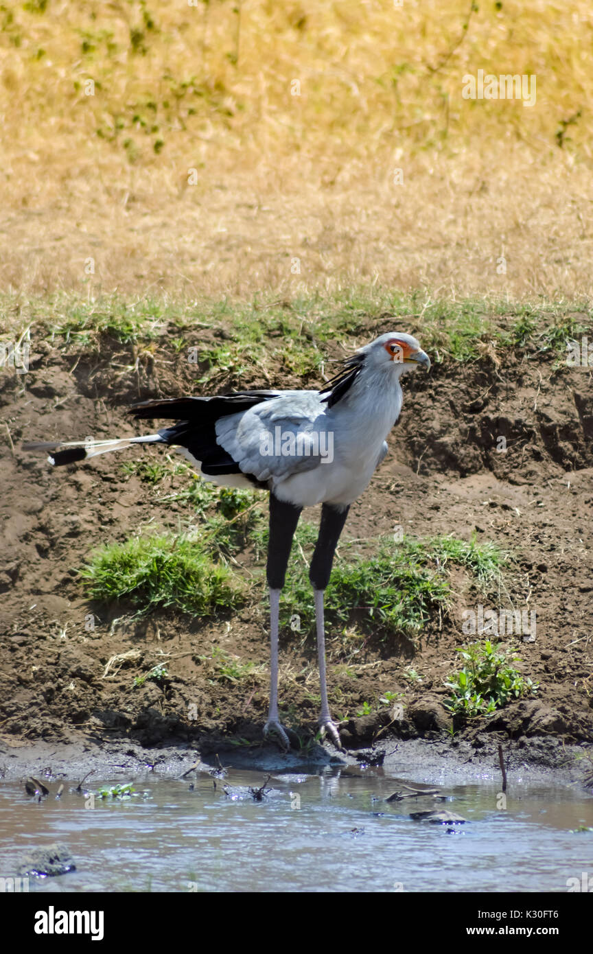 Segretario isolato uccello vicino al fiume nel parco ngorogoro in Tanzania Foto Stock