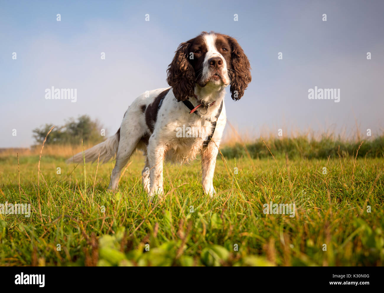 English Springer Spaniel cane allarme permanente in un campo Foto Stock