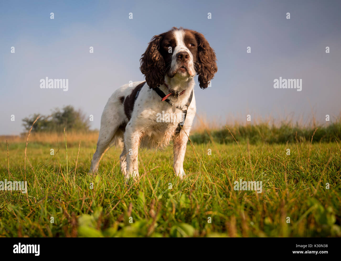 English Springer Spaniel cane allarme permanente in un campo Foto Stock