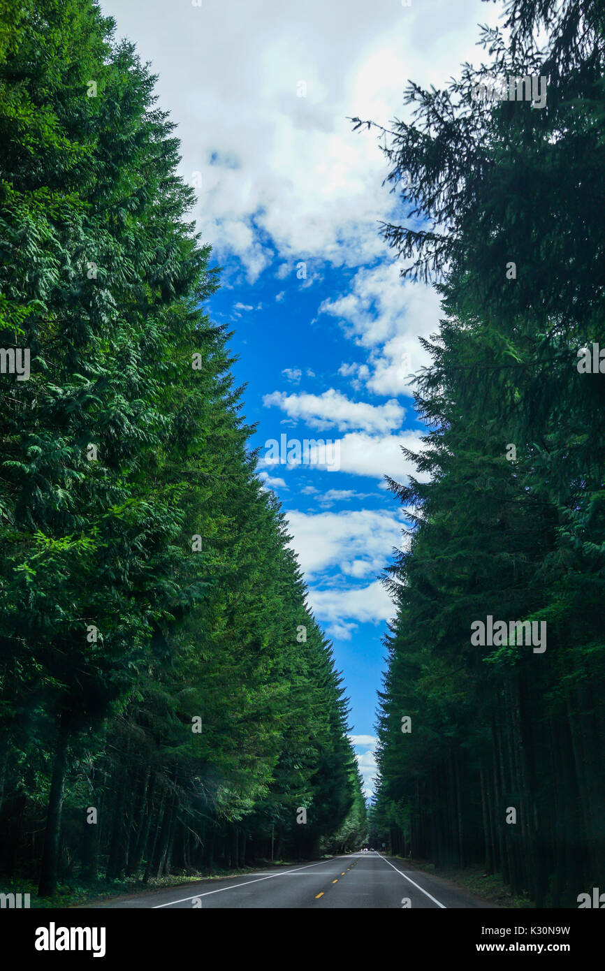 Questa è la foto della strada con alberi sul lato e cielo blu con nuvole. Foto Stock