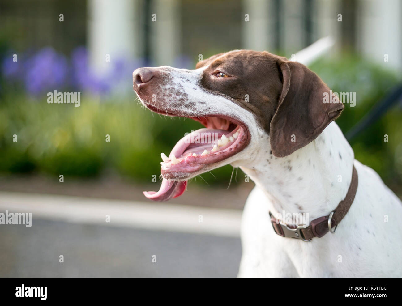 Un cane di razza mista puntatore inglese con una lingua lunga ansimare Foto Stock