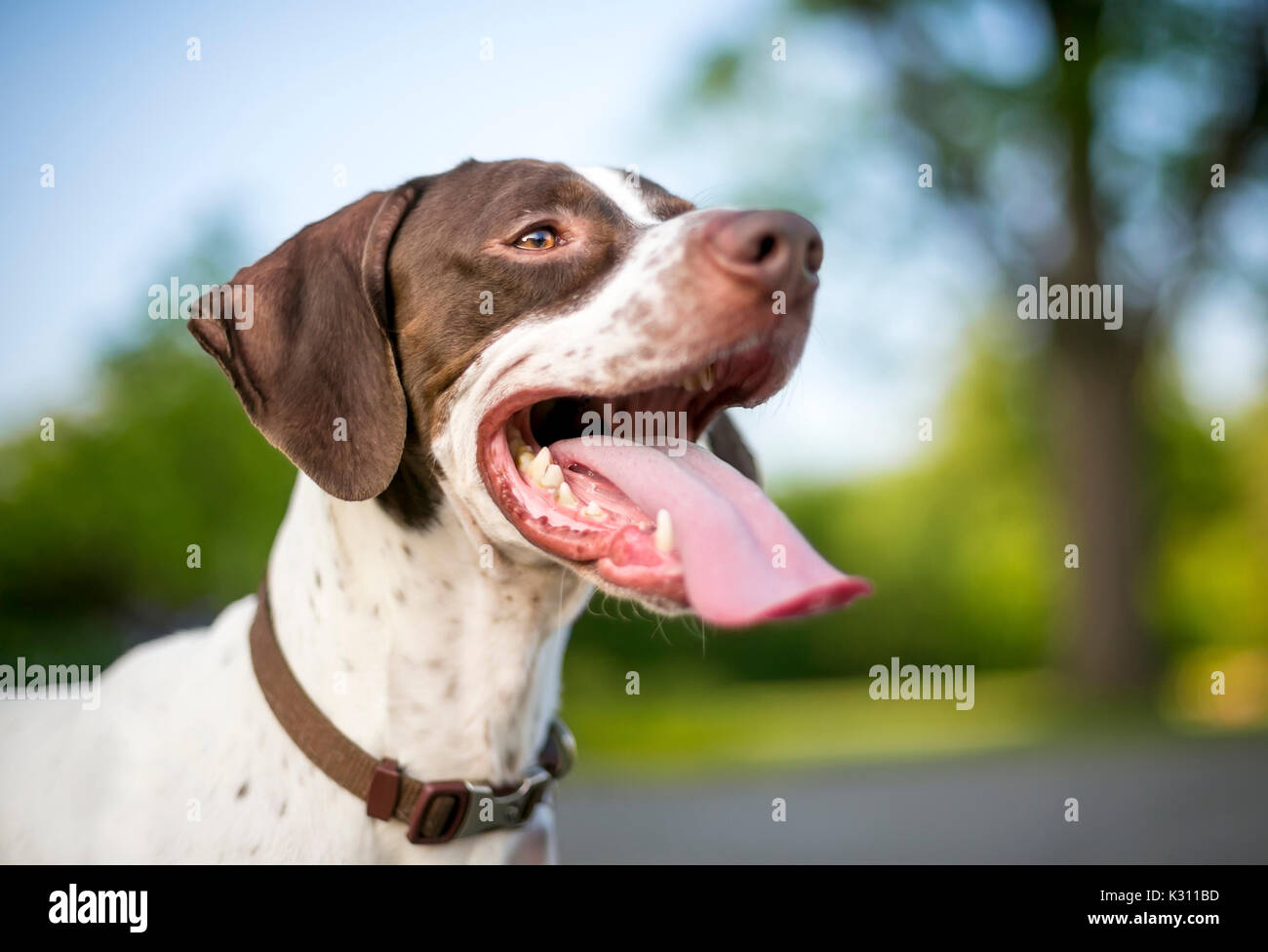 Un cane di razza mista puntatore inglese con una lingua lunga ansimare Foto Stock