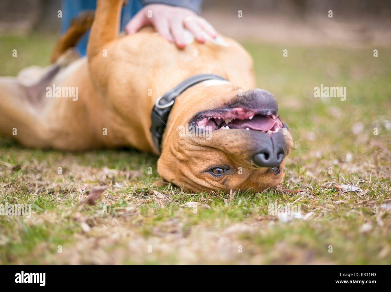 Red pit bull di razza cane riceve un ventre strofinare Foto Stock