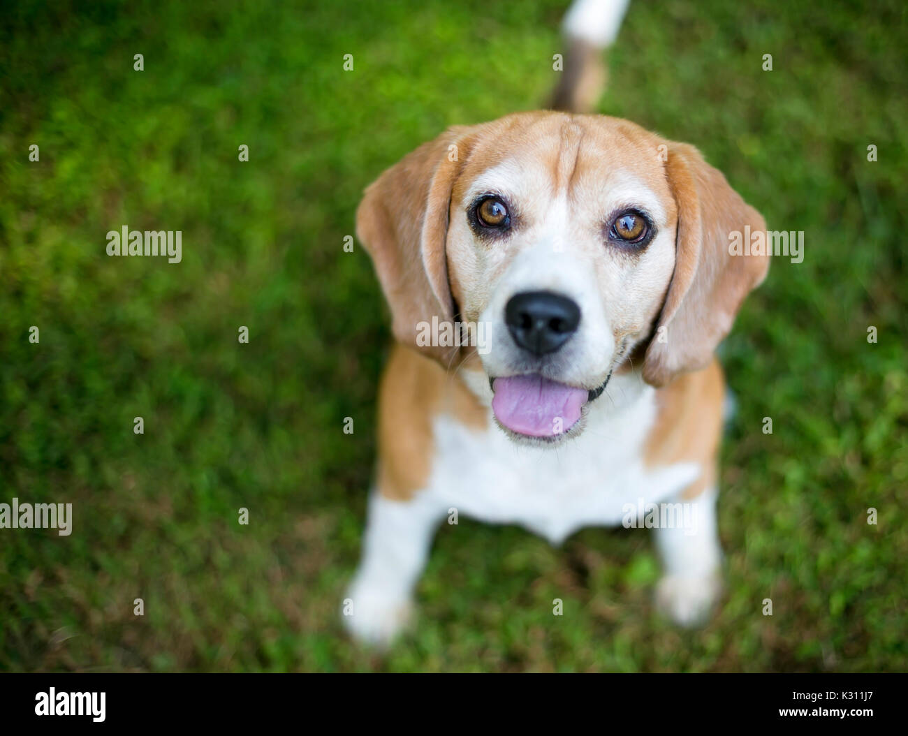 Un rosso e bianco cane Beagle cercando Foto Stock