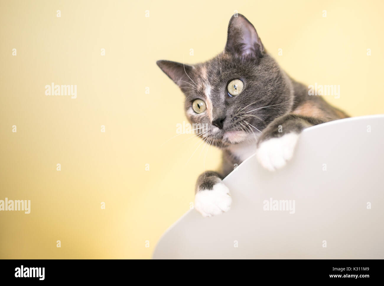 Un curioso diluire Calico domestico gatto Shorthair peeking su una sporgenza Foto Stock