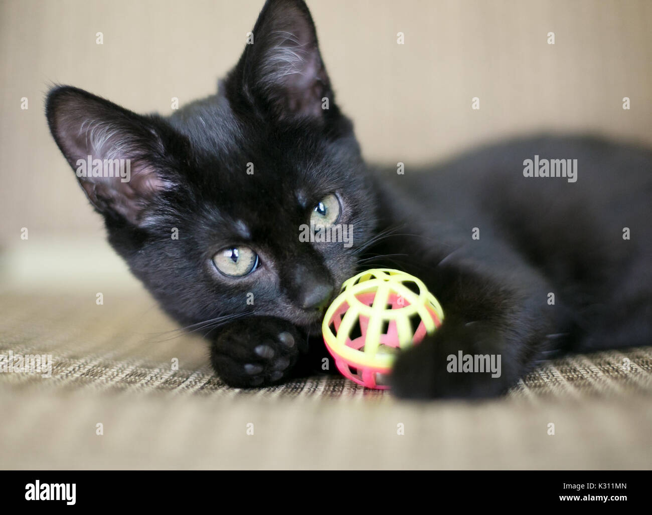 Un giovane nero shorthair domestico gattino gioca con un giocattolo Foto Stock