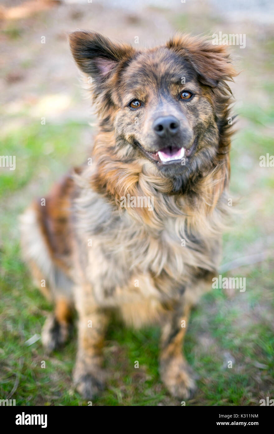 Un felice di razza cane con un montante orecchio e un orecchio floppy Foto Stock