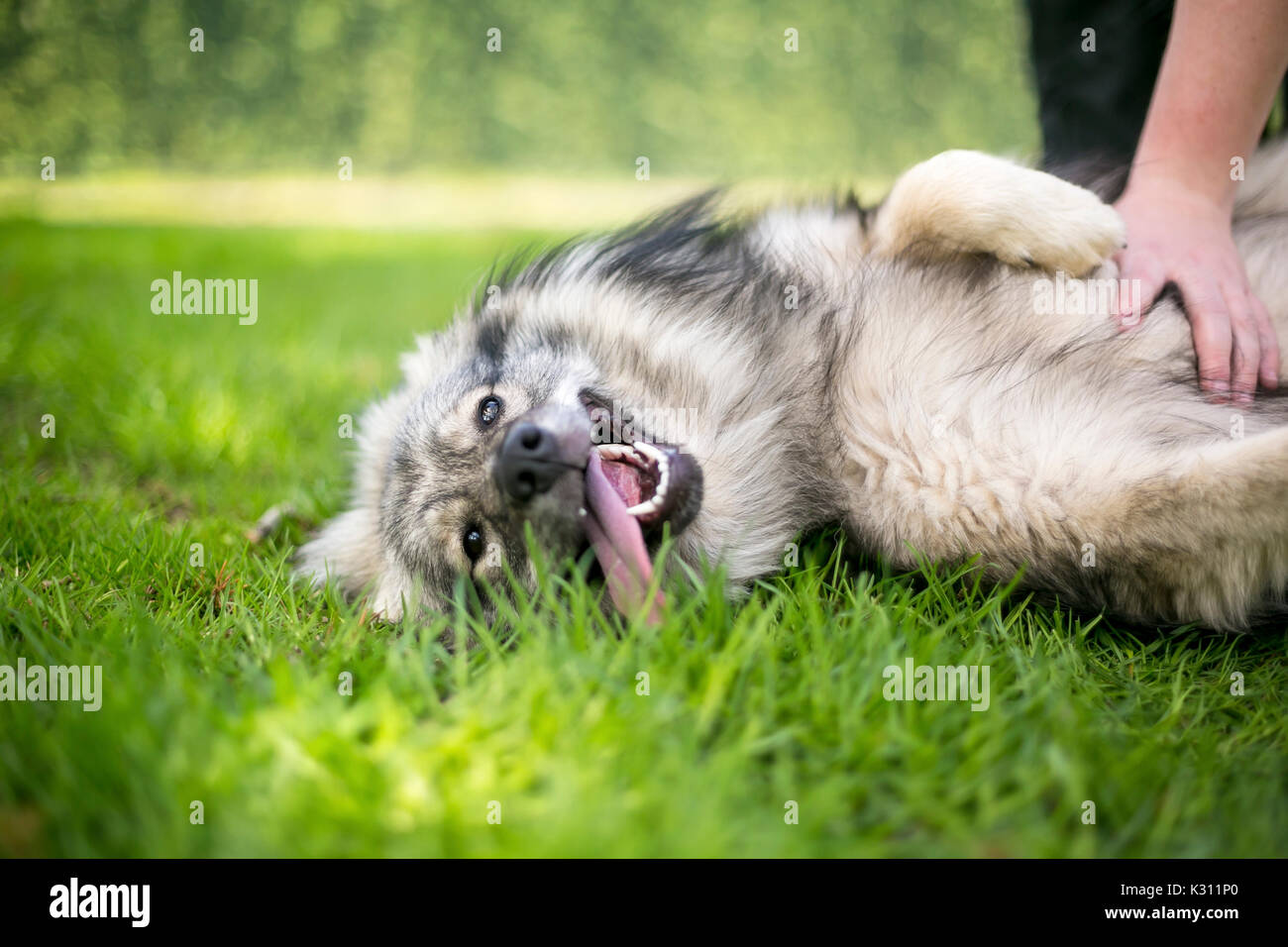 Un cane di Keeshond giacente in erba ricevendo un ventre strofinare Foto Stock