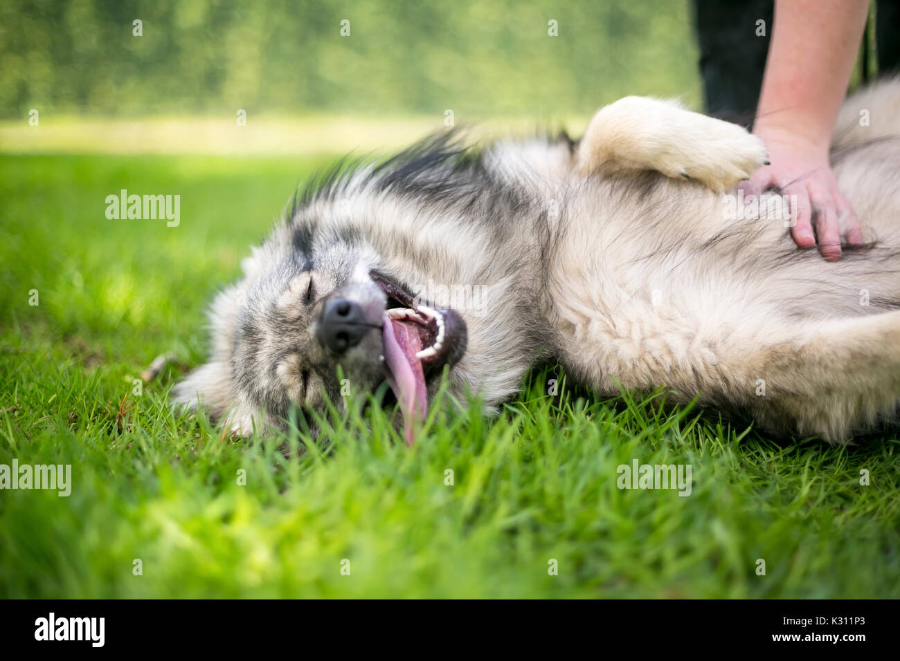 Un cane di Keeshond giacente in erba ricevendo un ventre strofinare Foto Stock