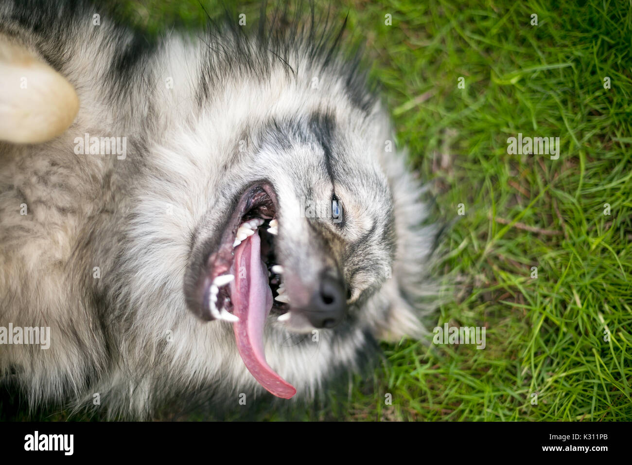 Un cane di Keeshond rilassante sulla sua schiena in erba Foto Stock