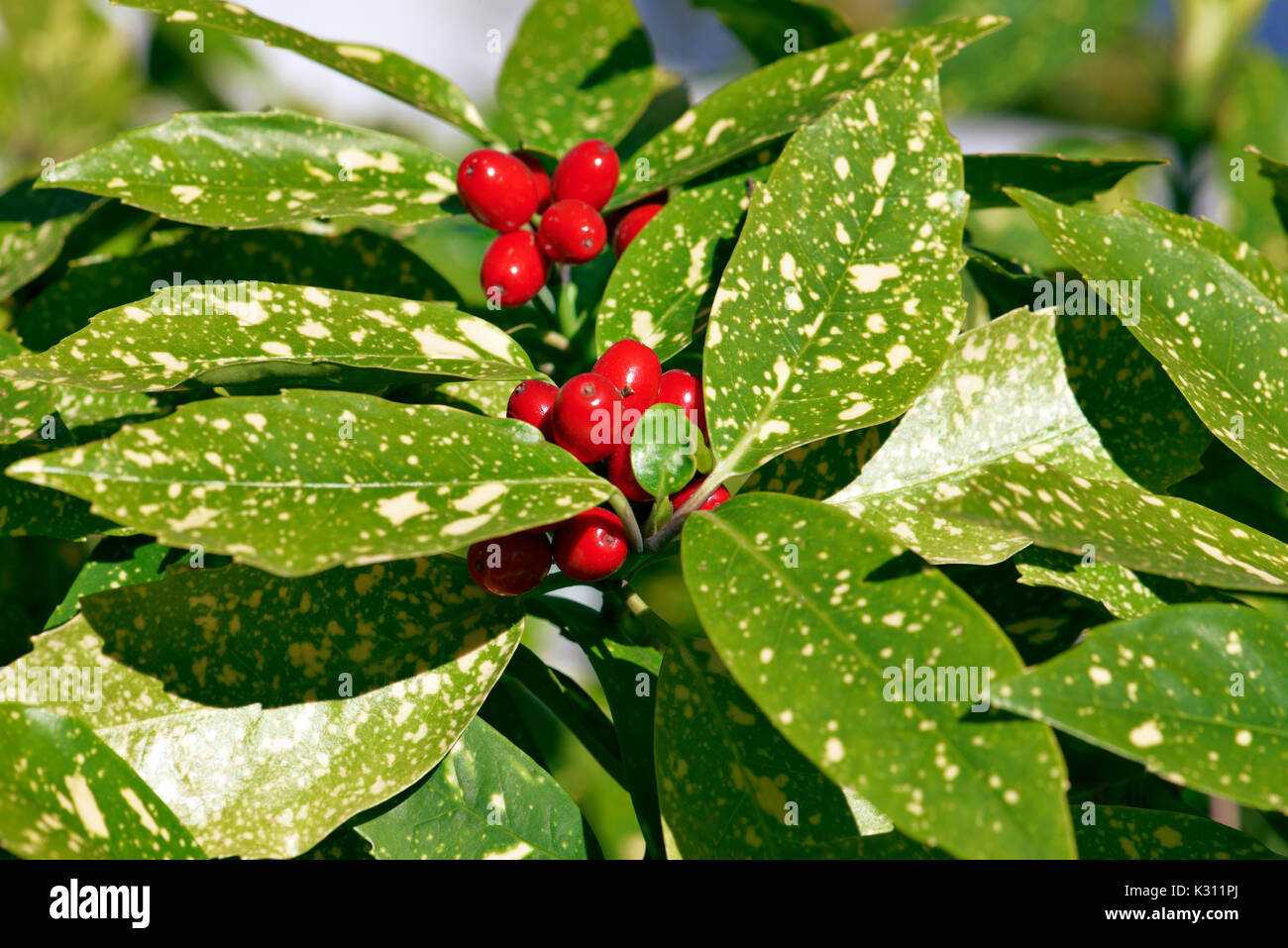 Polvere d oro pianta, Aucuba japonica Foto Stock