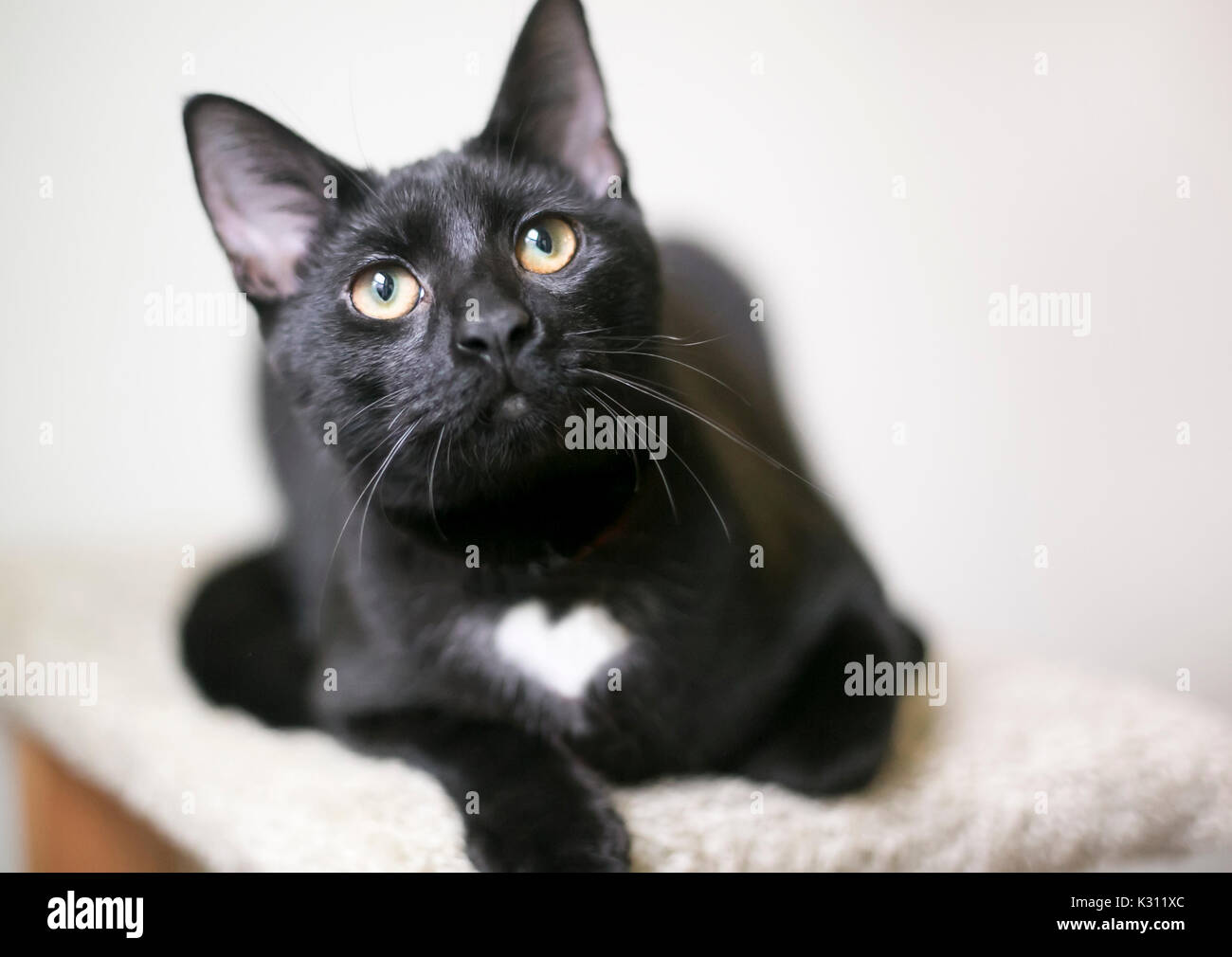 Un gatto nero con un cuore bianco a forma di marchio sul suo petto Foto Stock