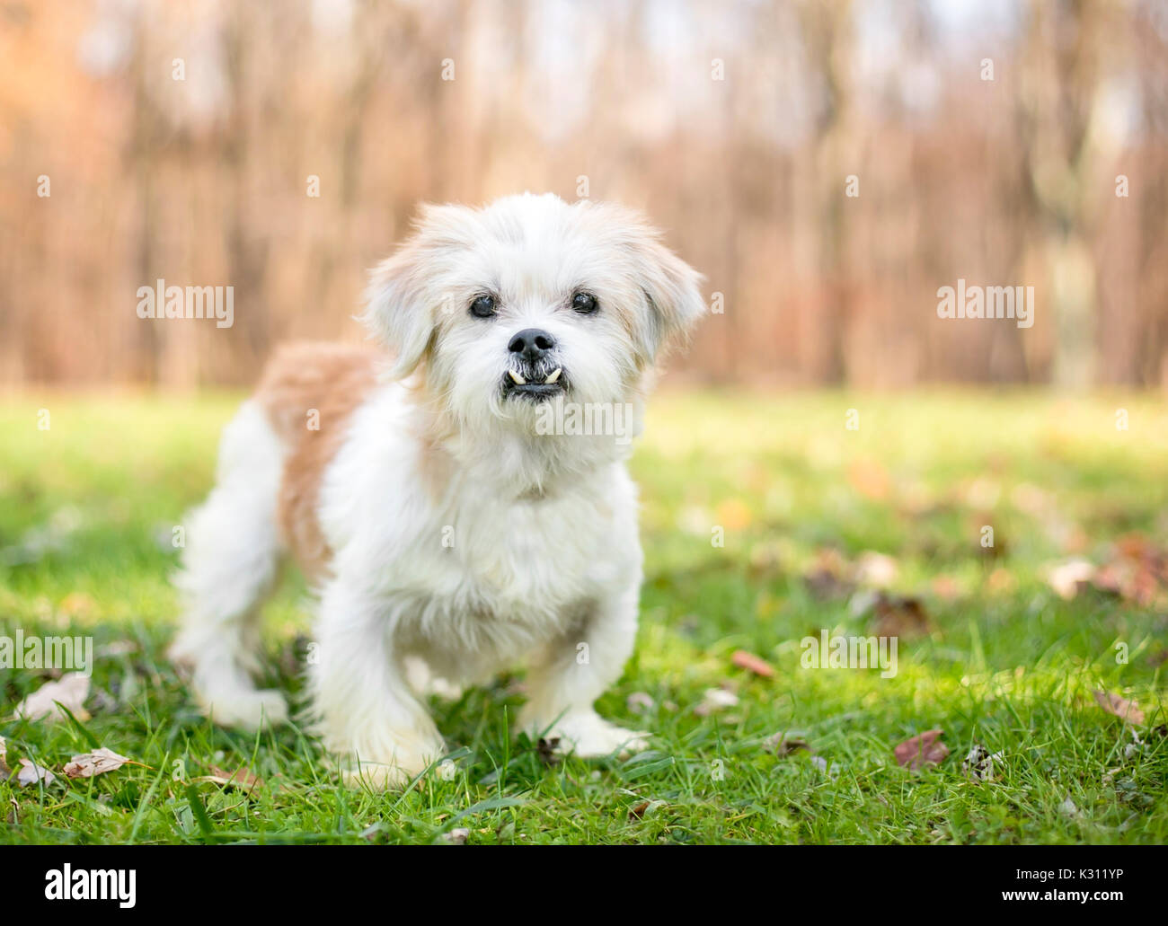 Un piccolo scruffy razza cane con un underbite (malocclusioni) Foto Stock